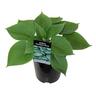 Hosta Hadspen Blue