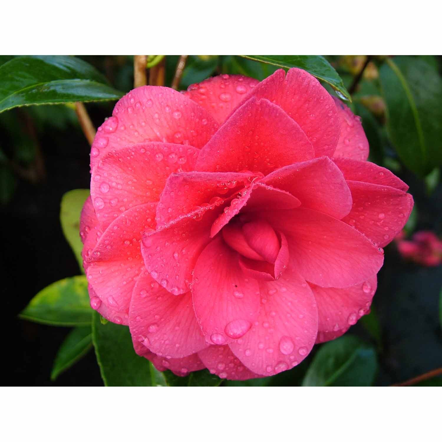 Camellia hybrid 'Black Lace'