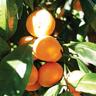 Citrus Tangor Uglii