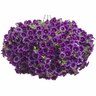 Calibrachoa Grape Punch