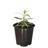 Tarragon French