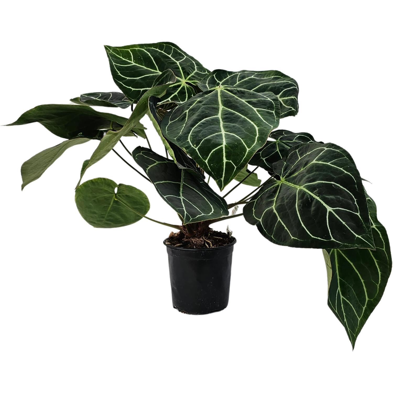 Anthurium Crystallinum 17cm