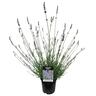 Lavender Super