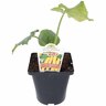 Courgette Gabrielles Gold 100mm Yellow