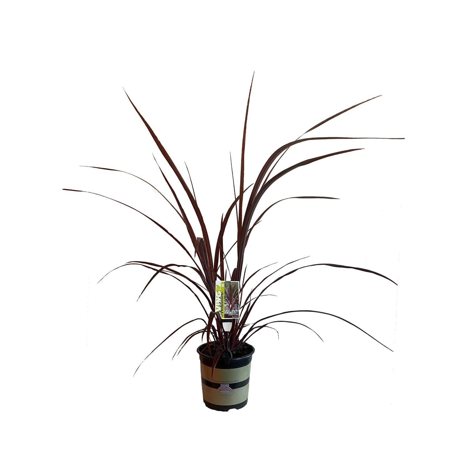 Cordyline Red Fountain