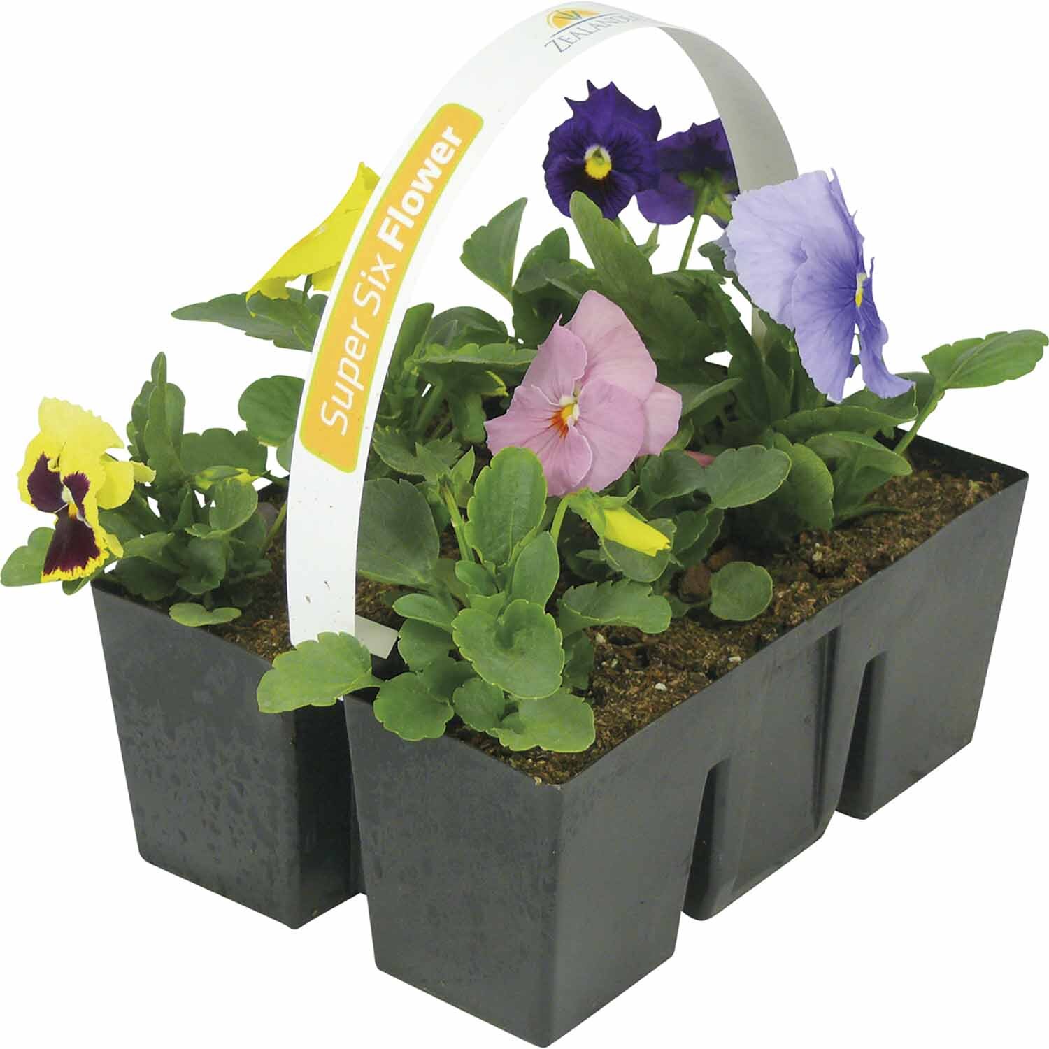 Pansy