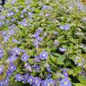 Veronica Oxford Blue