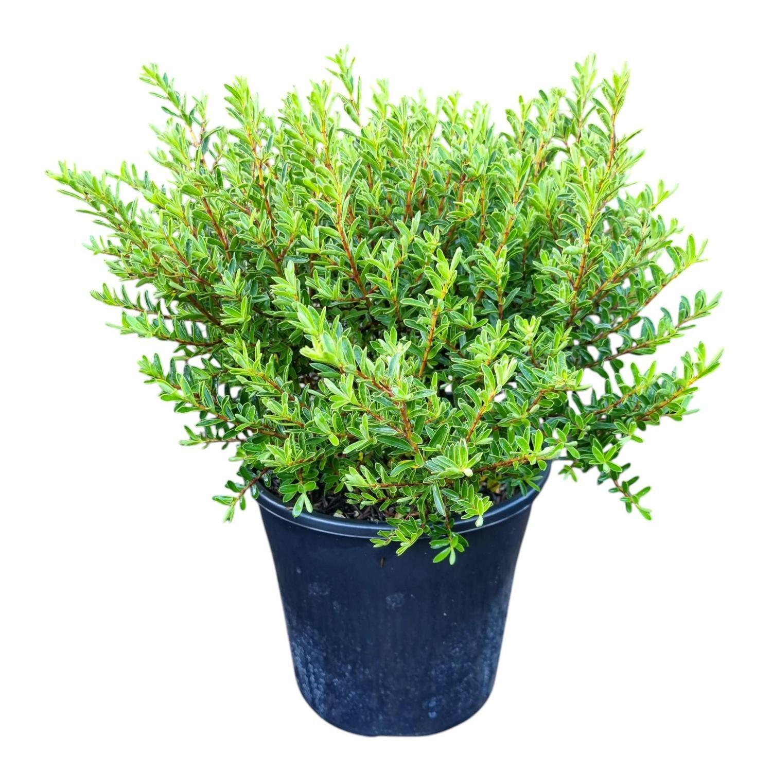 Hebe Diosmaefolia Mauve 4L