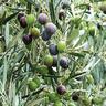 Olive Koroneiki