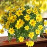 Bidens Rockstar