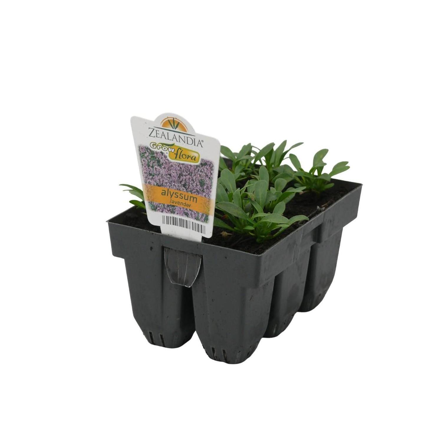 Alyssum