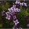 Boronia Denticulata