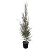 Leptospermum 'Tea Tree' Wiri Linda 8.5L