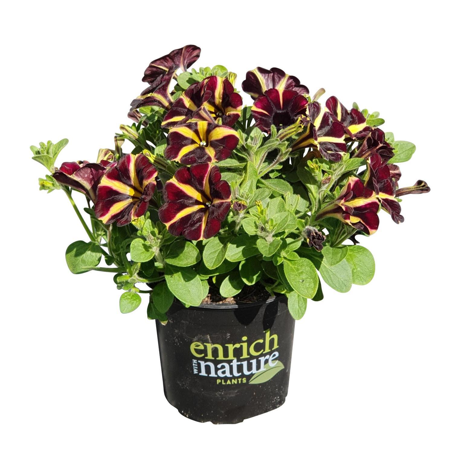 Petunia Amore Fiesta