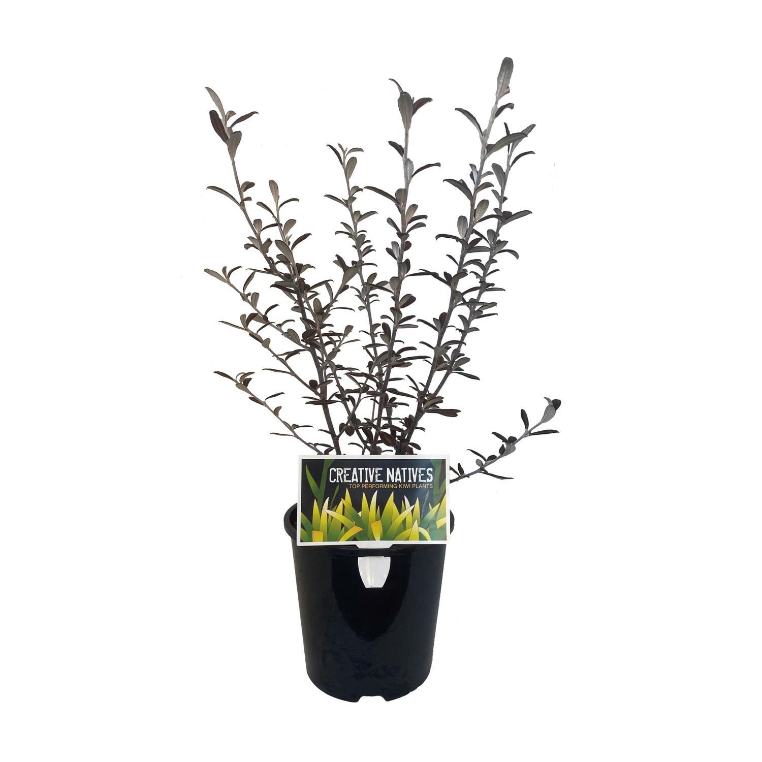 Corokia Frosted Chocolate