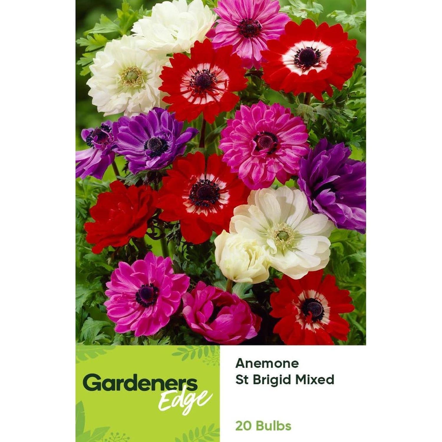 Anemone St Brigid Mixed 20 pack