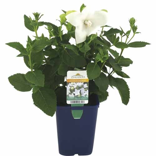 Platycodon White