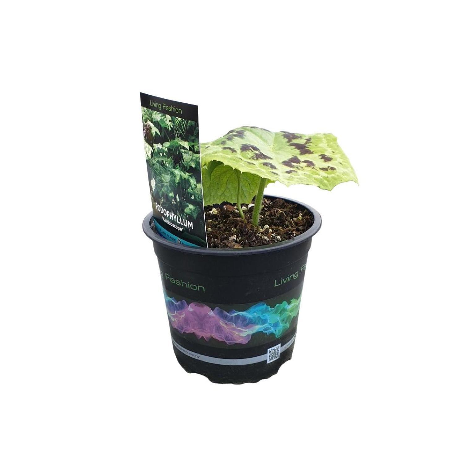 Podophyllum Kaleidoscope
