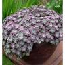 Sedum Purple Blob