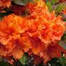 Azalea Deciduous Ilam Orange 6 litre