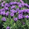 Lavender Purpleberry Ruffles   15cm