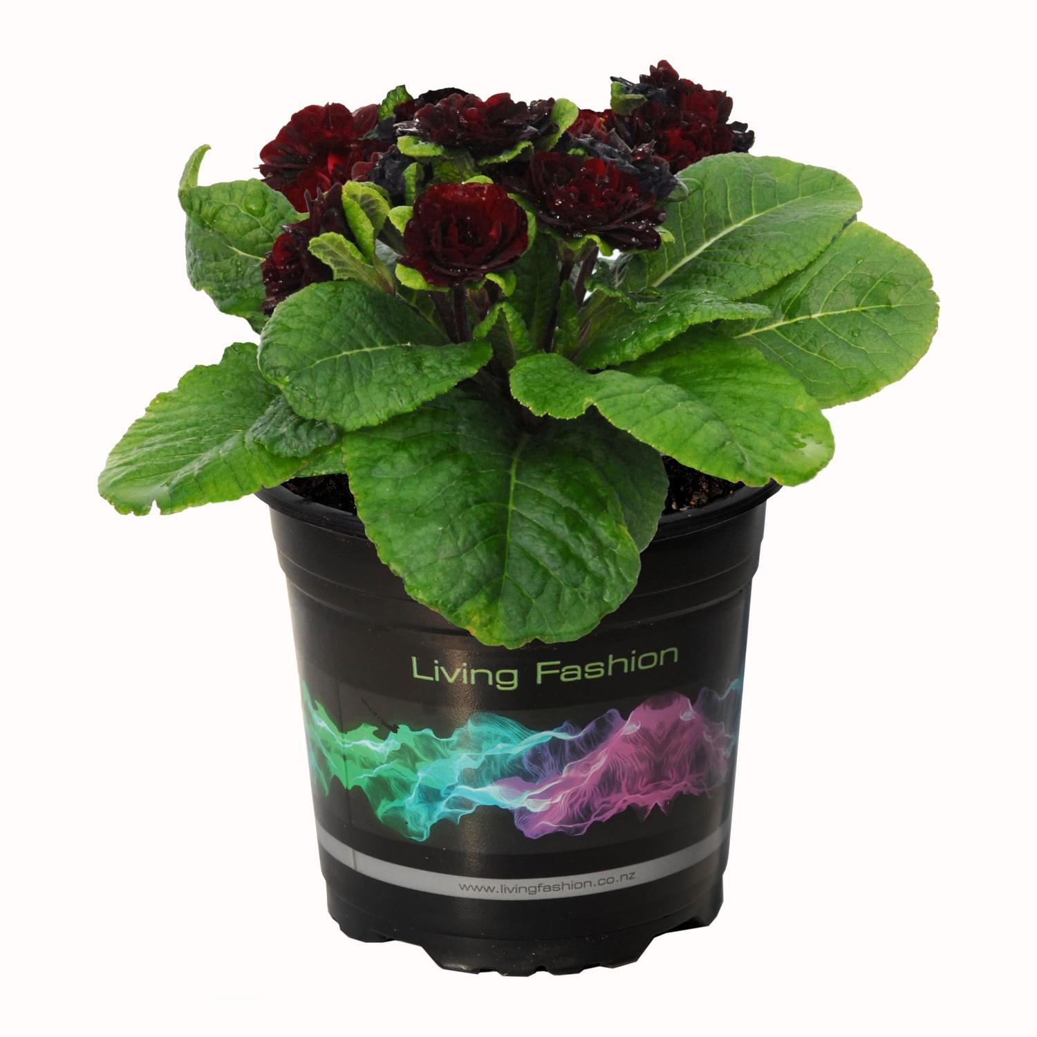 Primula Balerina Valentine