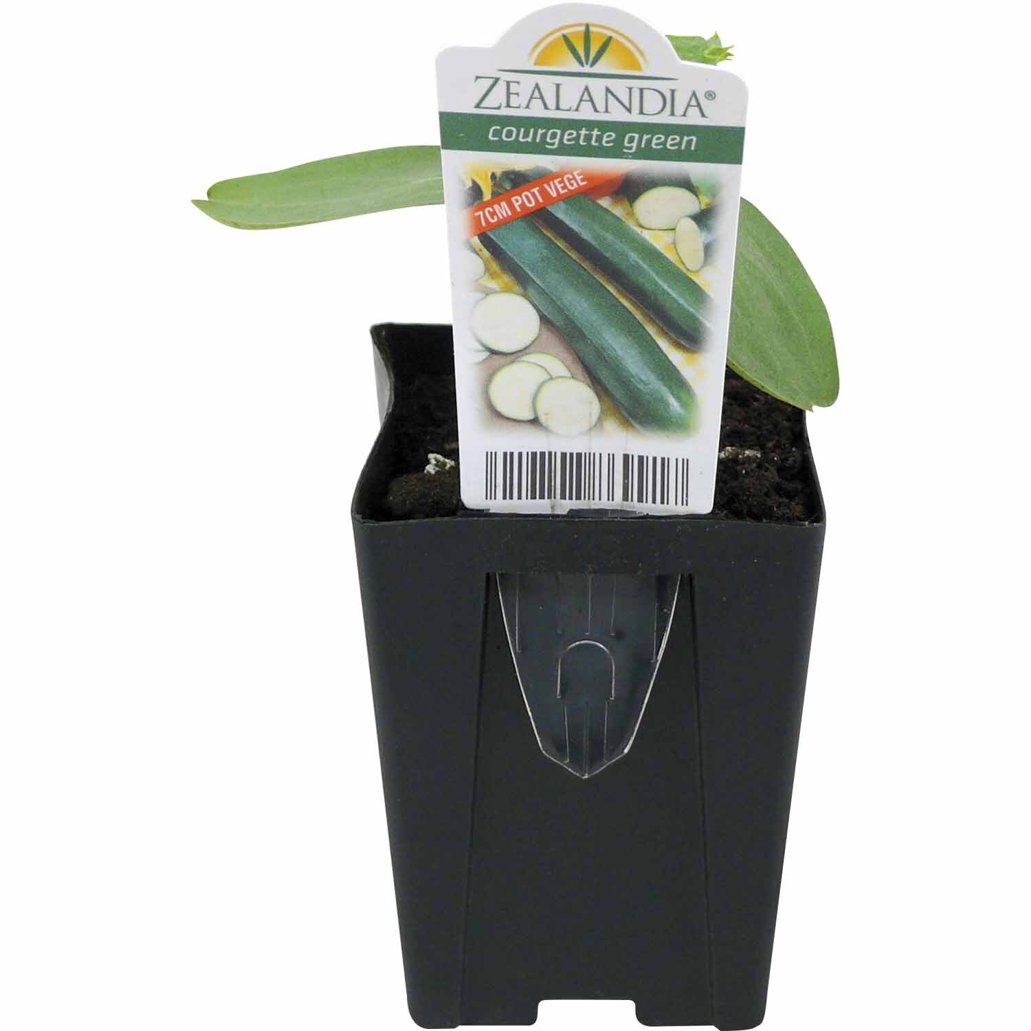 Courgette Green Black
