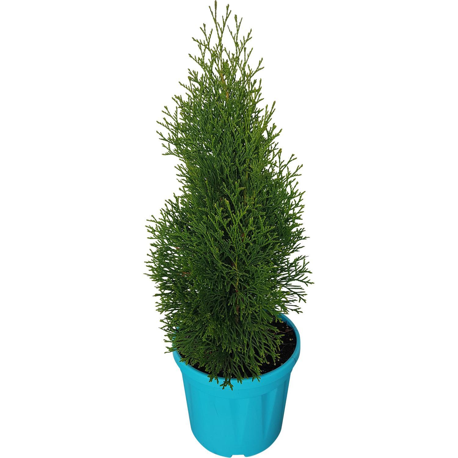 Thuja Smaragd