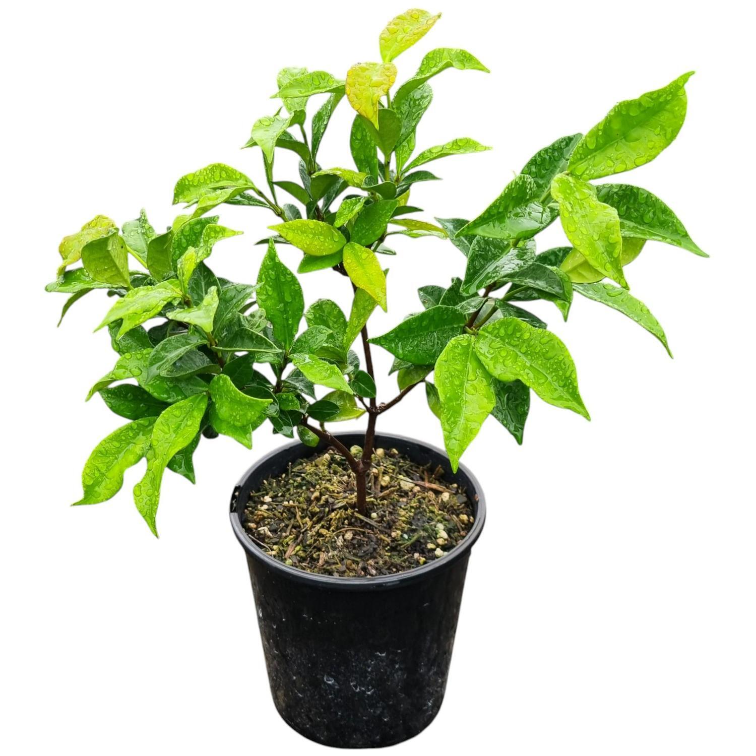 Trachelospermum Jasminoides 'Star Jasmine' 2L
