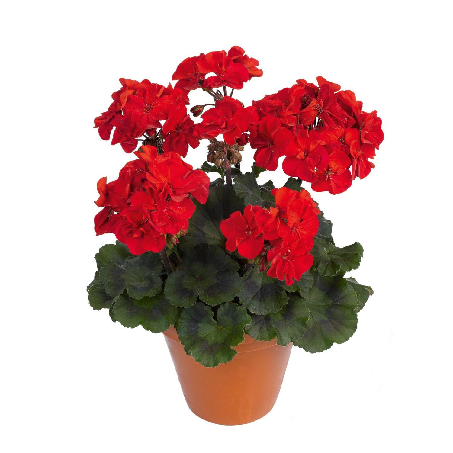 Pelargonium Abelina