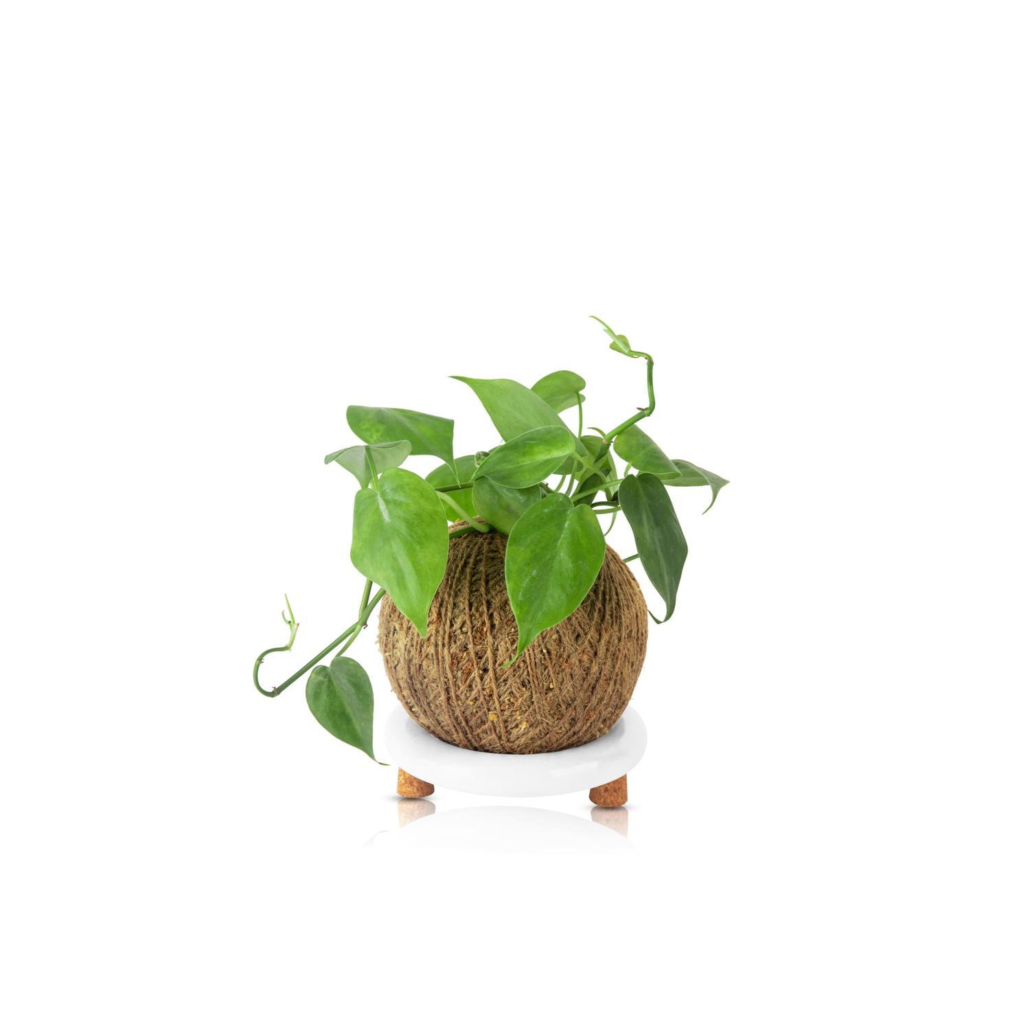 KOKEDAMA KIT
