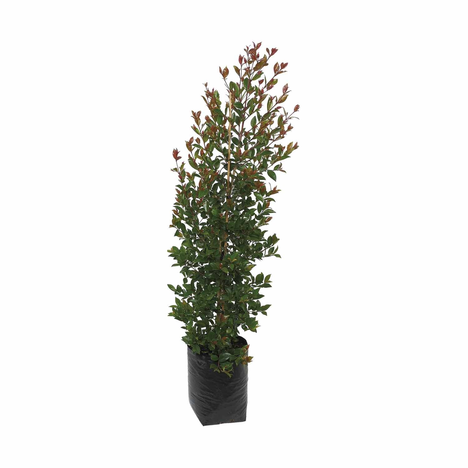 Pittosporum 'mountain green'