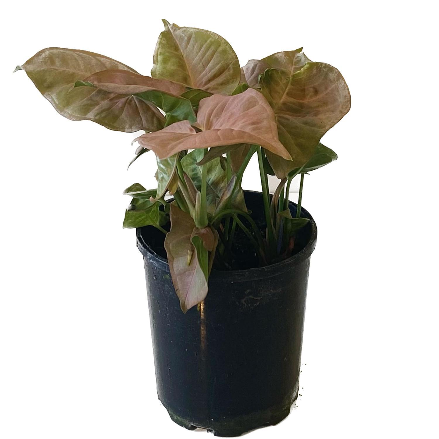 Syngonium Red Heart 12cm