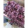SUPERSEMPS® Sempervivum Onyx