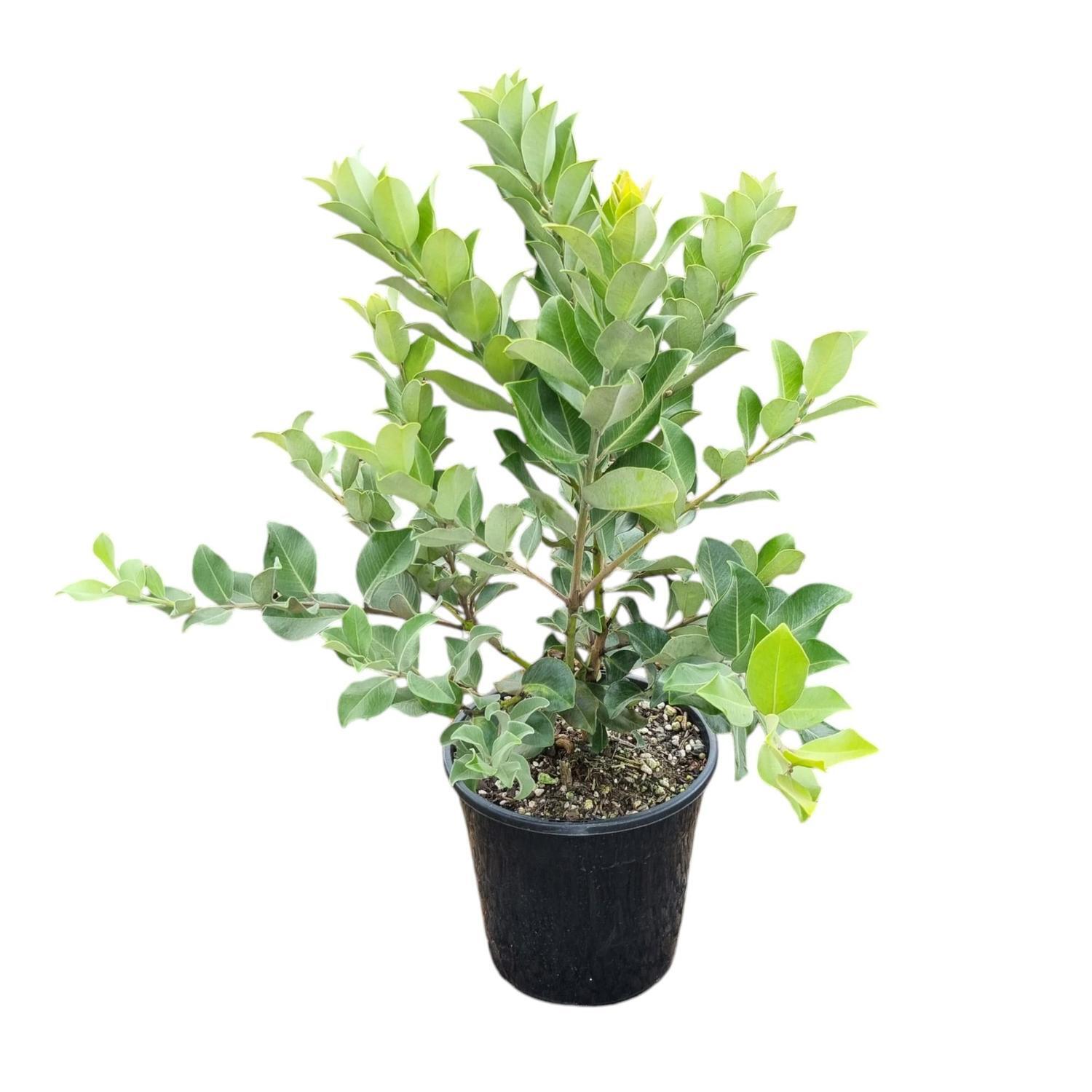 Metrosideros Collina Springfire 'Pohutukawa' 4L