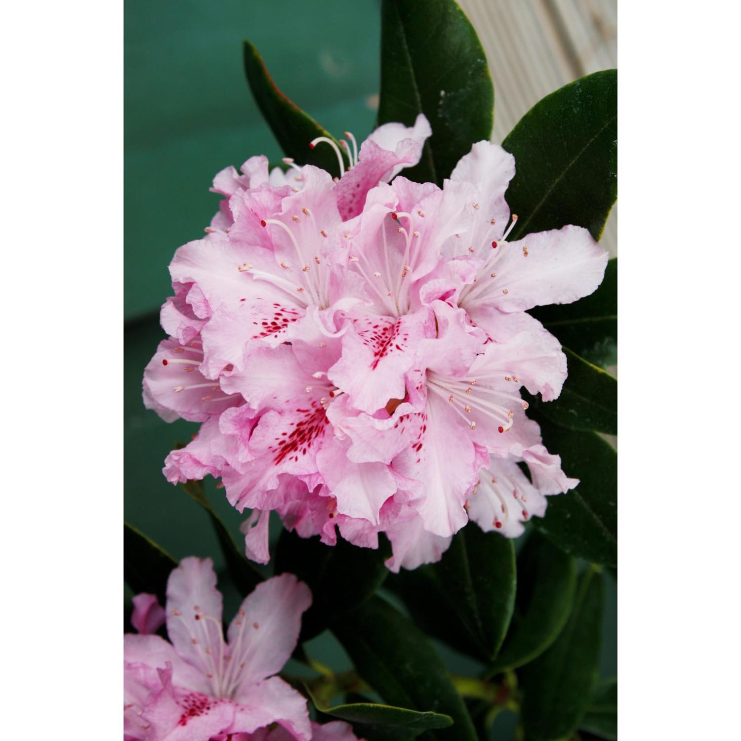 Rhododendron Cheer