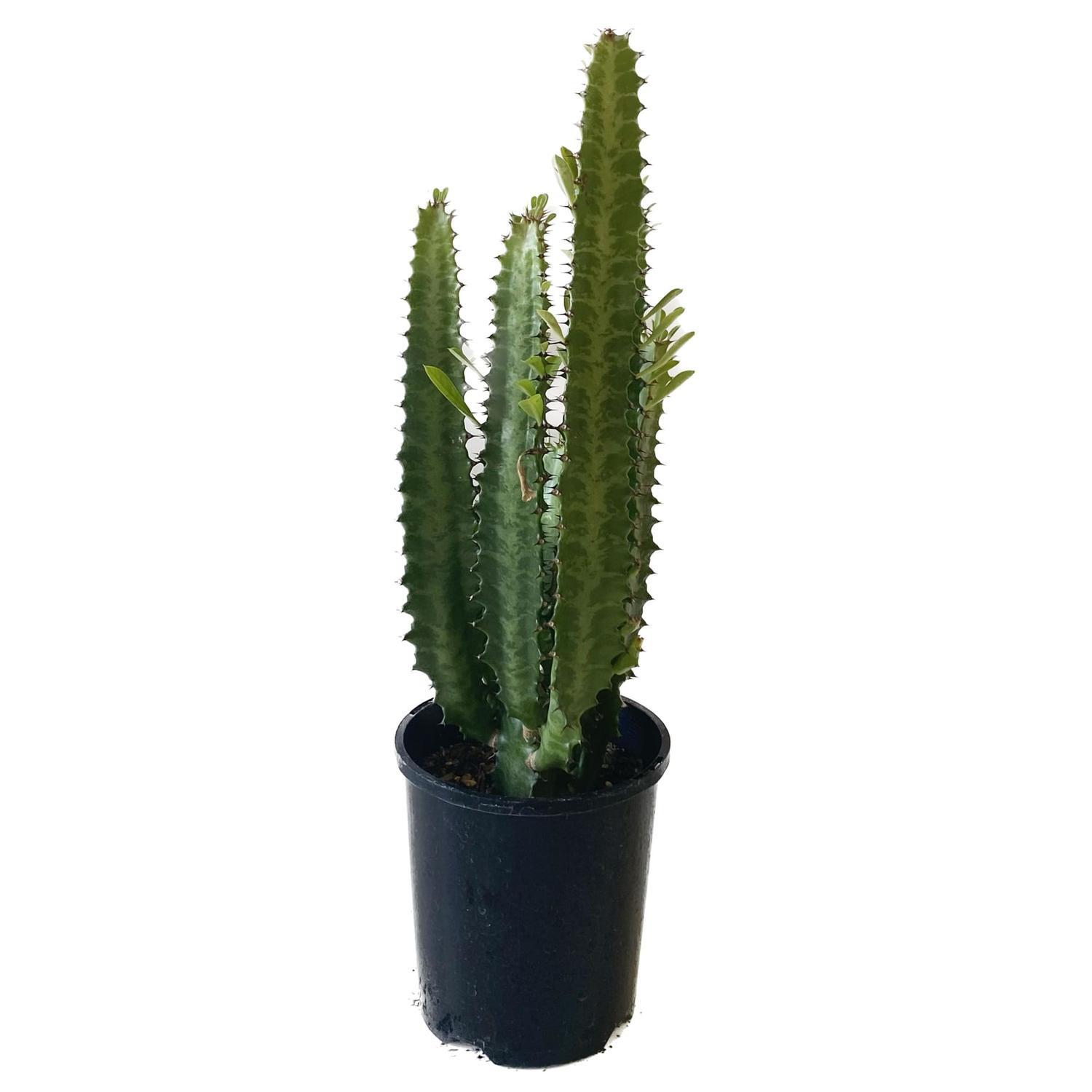 Euphorbia Trigona 'African milk tree' 14cm