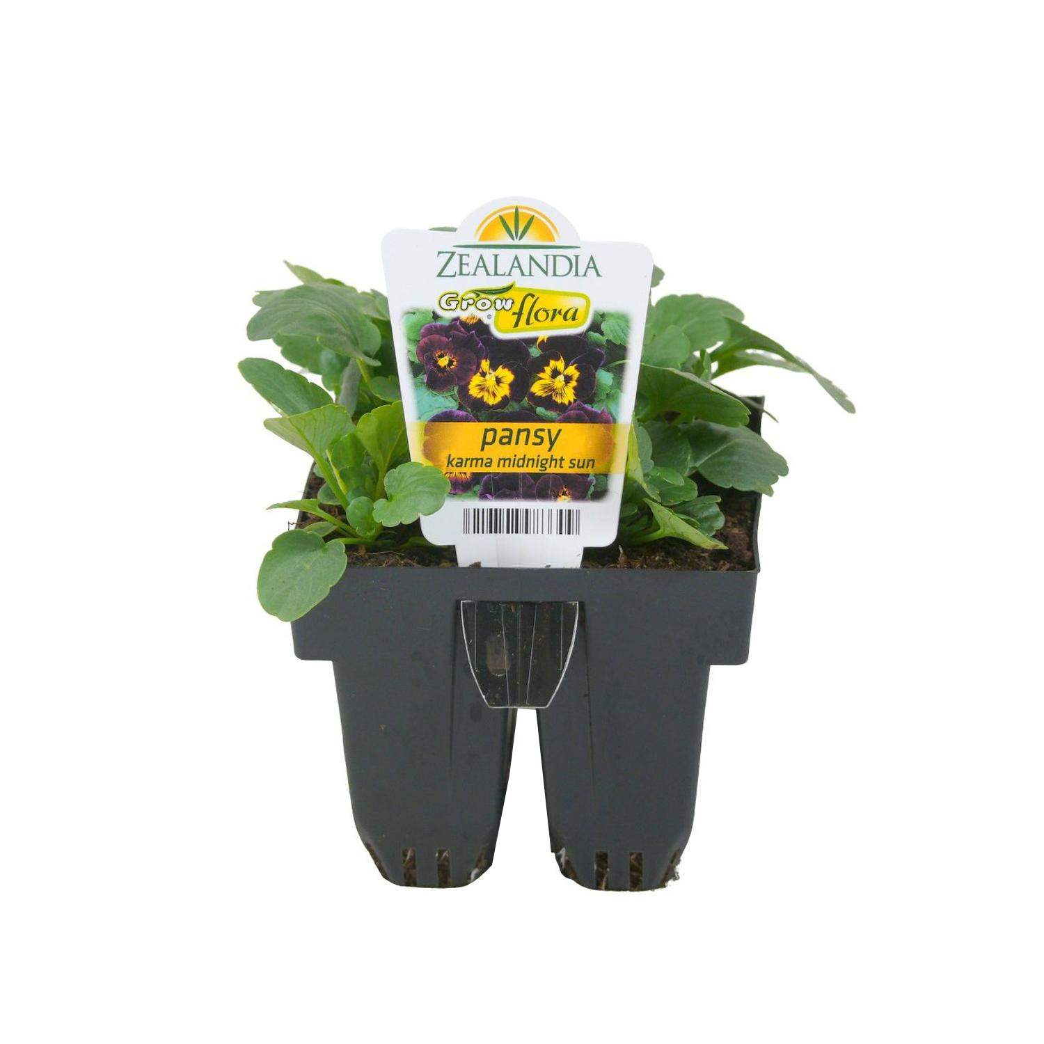Pansy Karma Midnight Sun