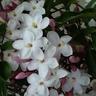 Jasminum Polyanthum