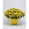 Grandessa Argyranthemum Yellow