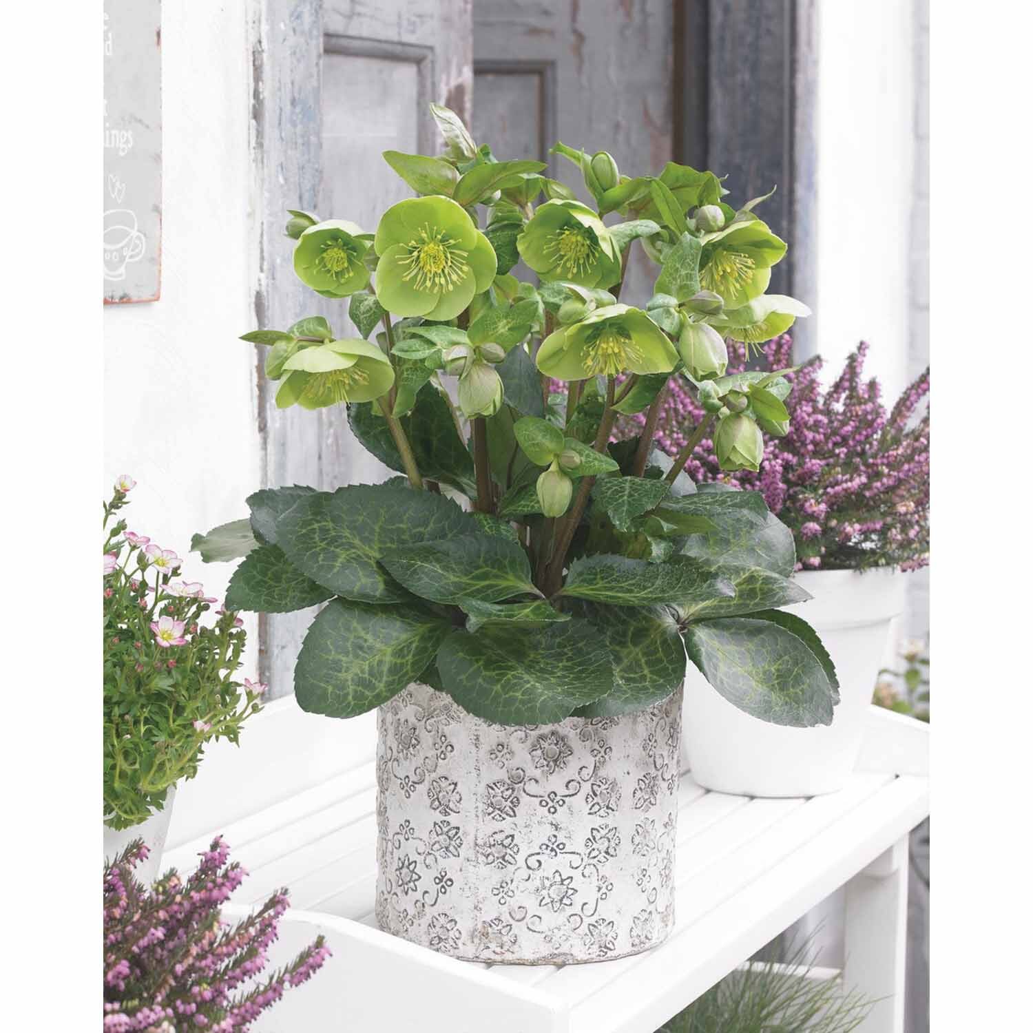 Helleborus Hybrid Illumi Lime