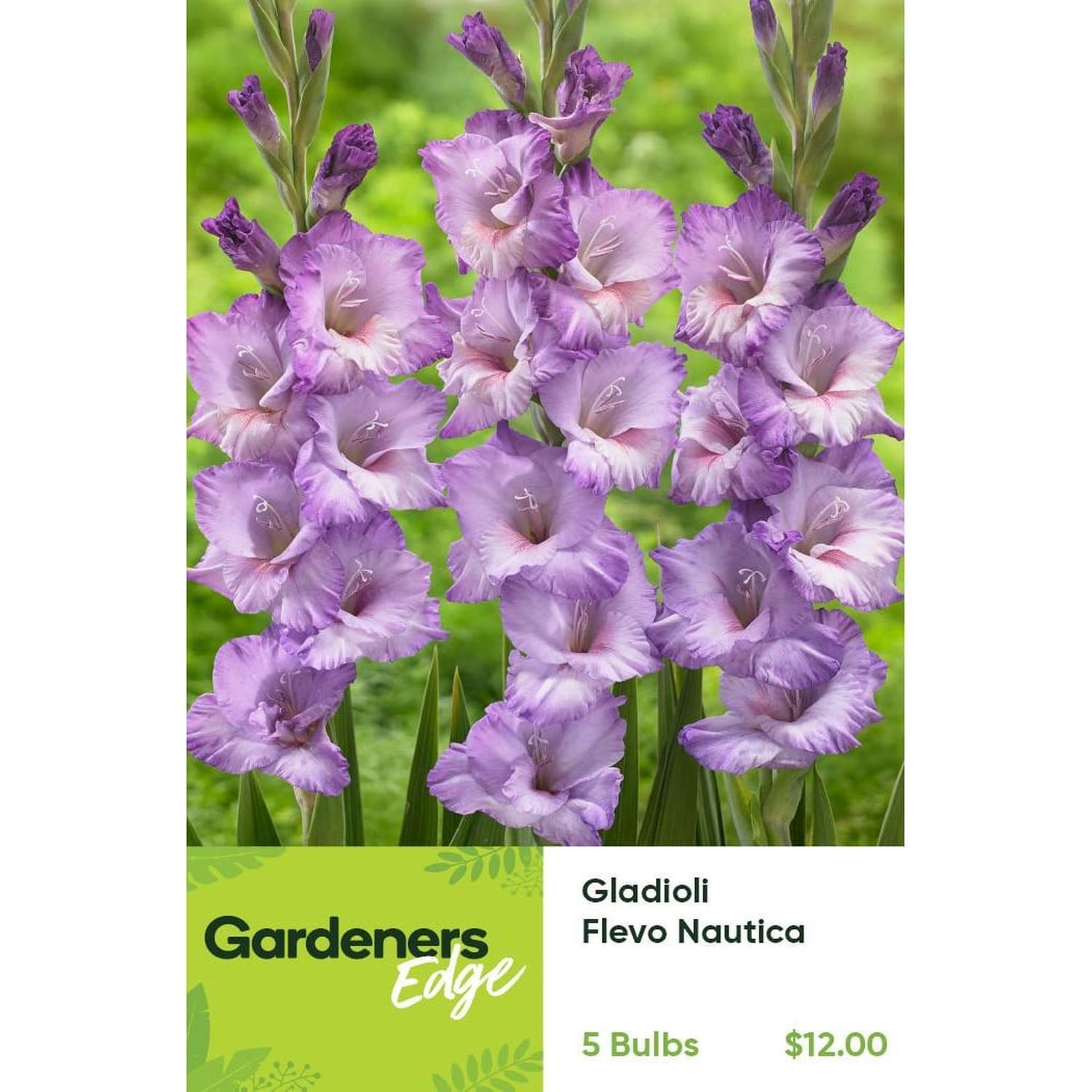 Gladioli Flevo Nautica Pack of 5