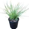 Lomandra Arctic Frost