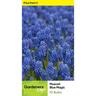 Muscari 'Blue Magic