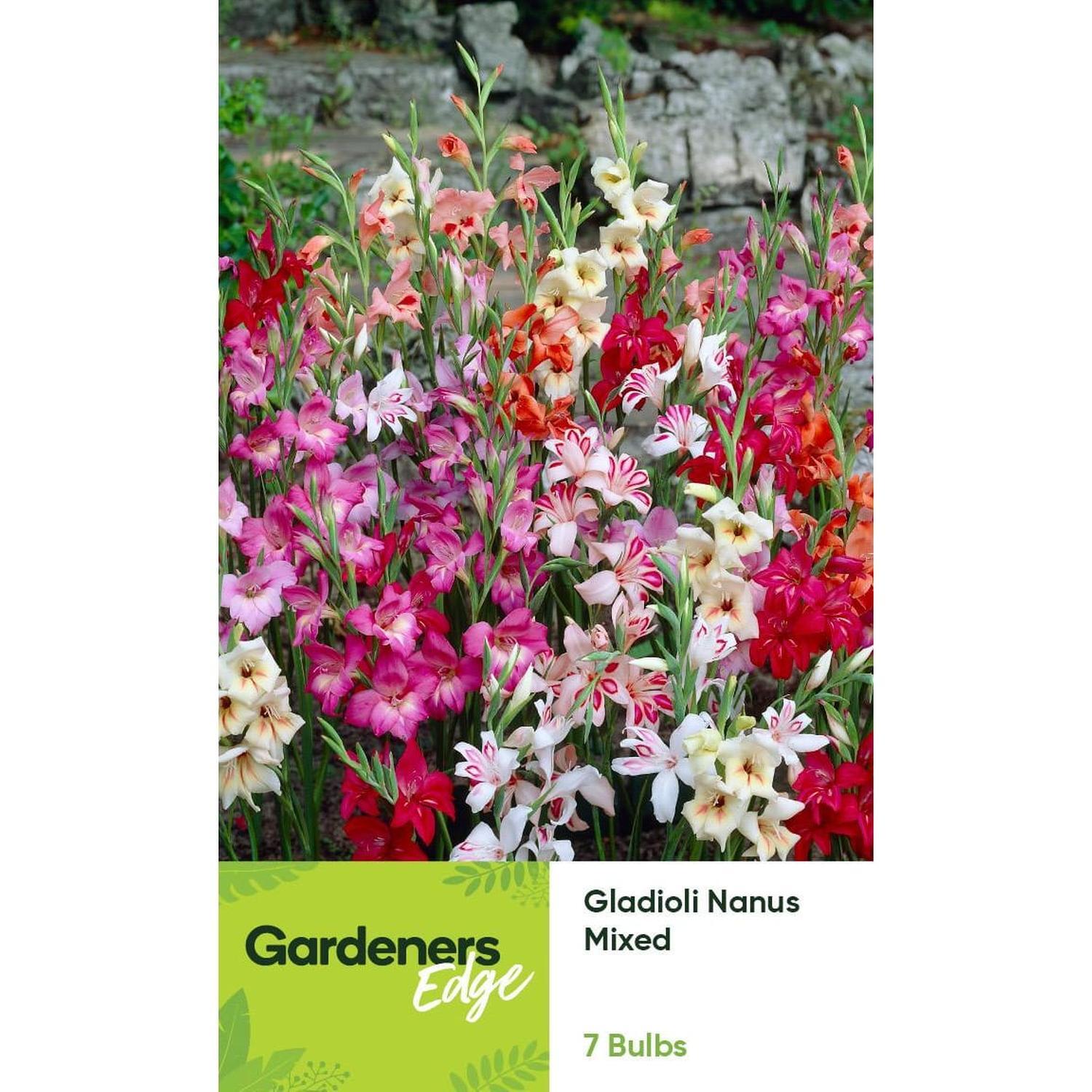 Gladioli Nanus Mixed 7 pack