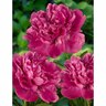 Paeony Double 'Edulis Superba'