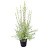 Pittosporum Silver Sheen 4L