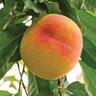 Peach Standard, 'Kotare Honey'