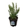 Rosemary Tuscan Blue