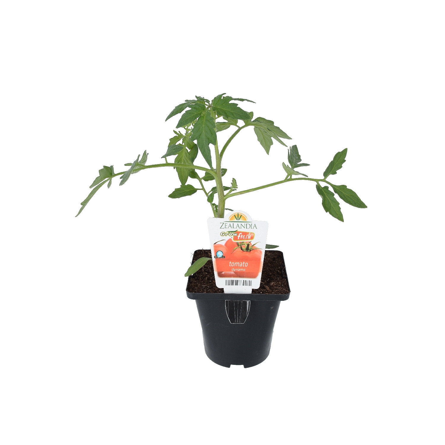 Tomato Dynamo
